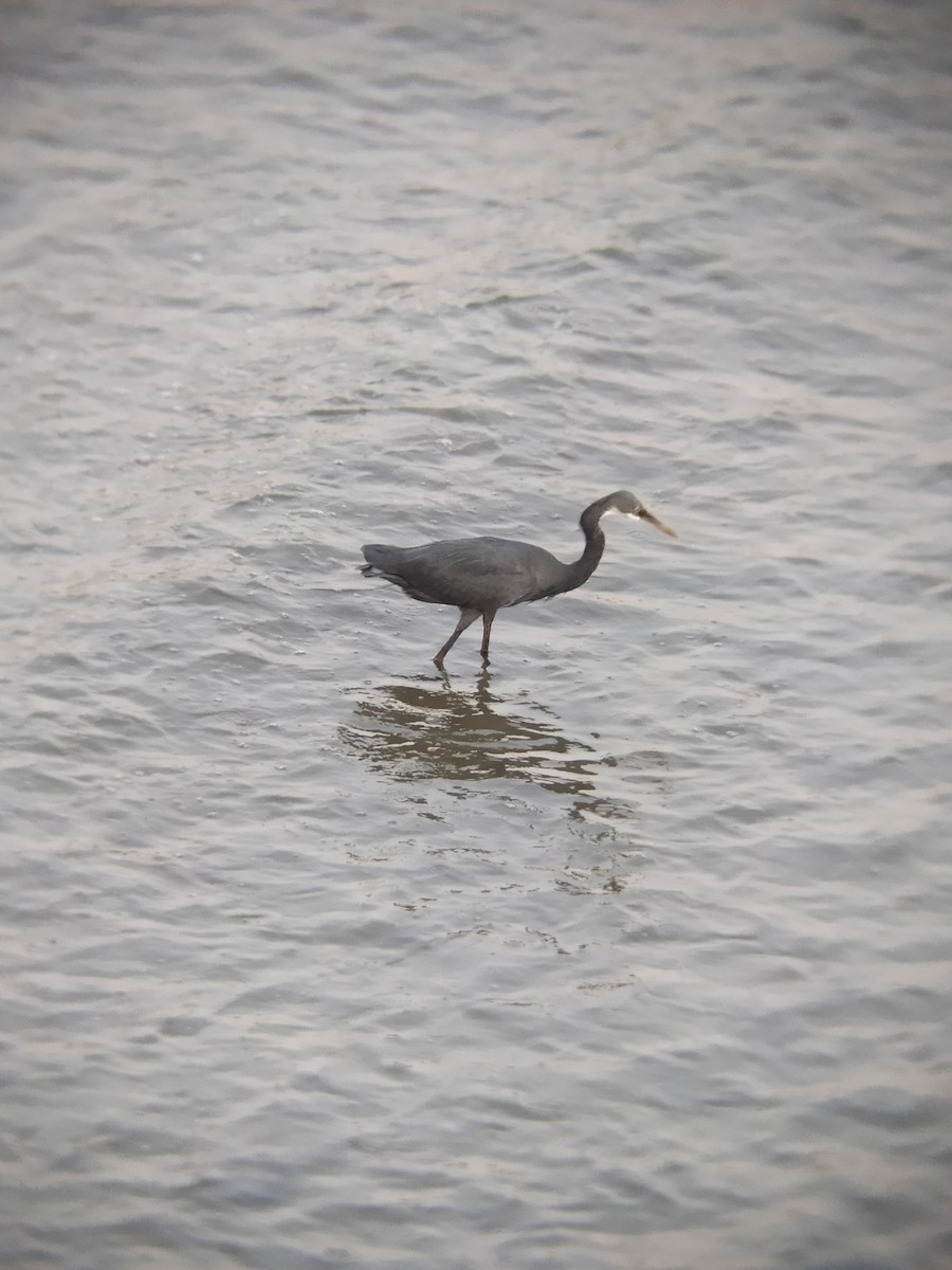 Western Reef-Heron - ML613382165