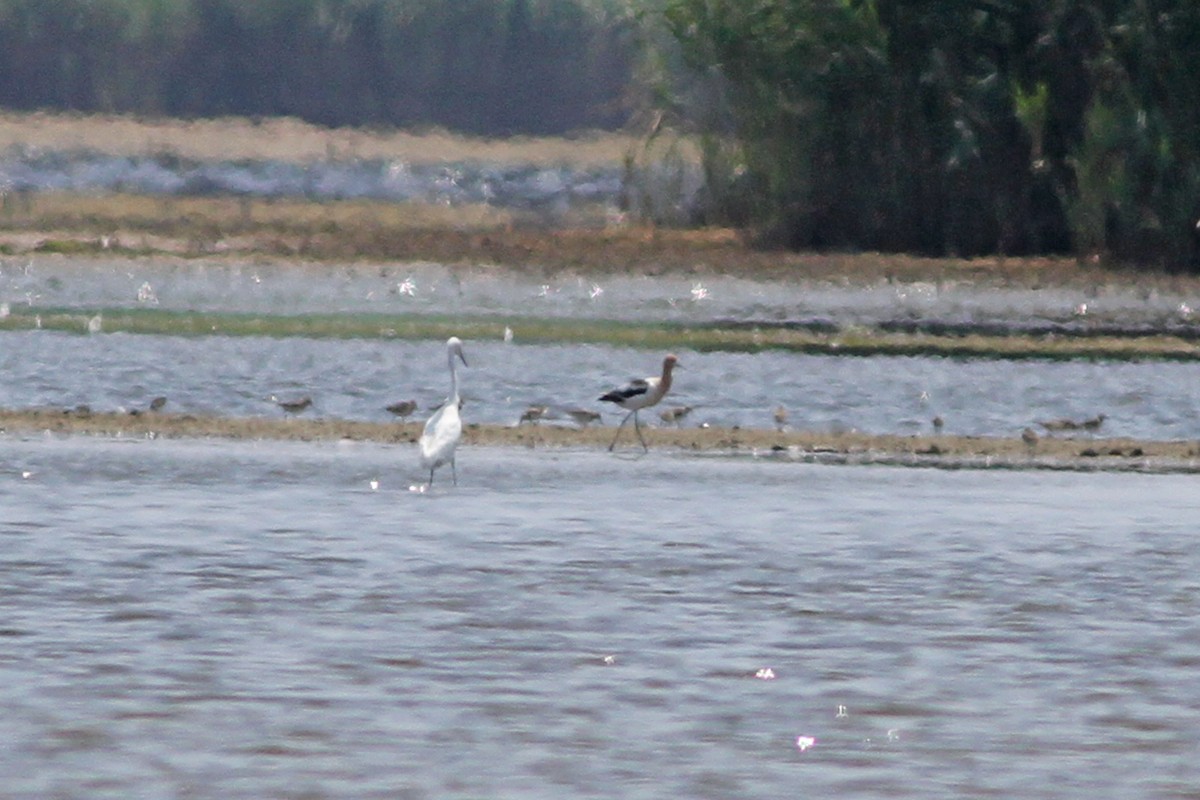 Avocette d'Amérique - ML613382179