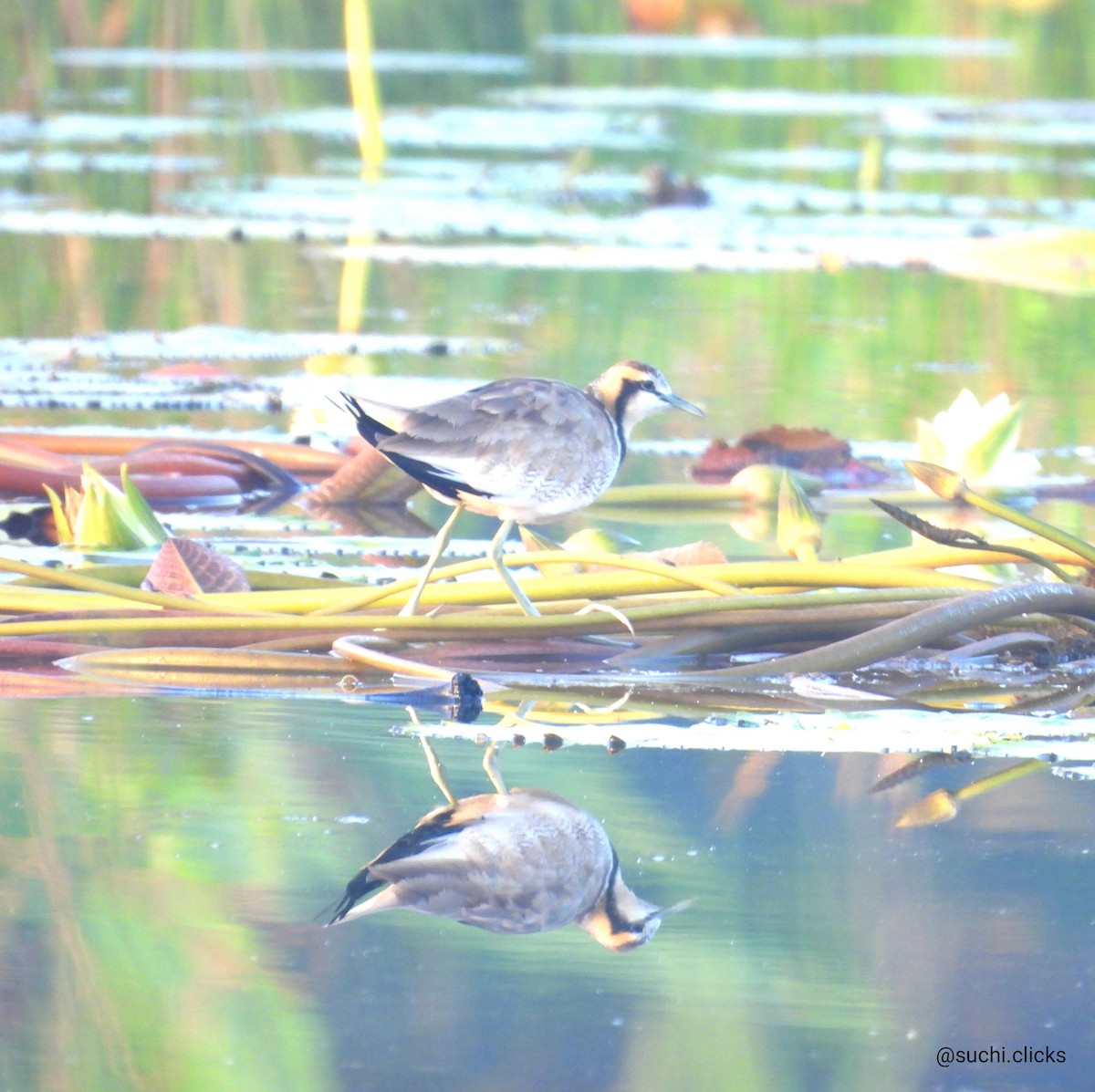 Jacana à longue queue - ML613382225