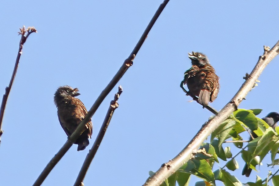 Gray-throated Barbet - ML613382249