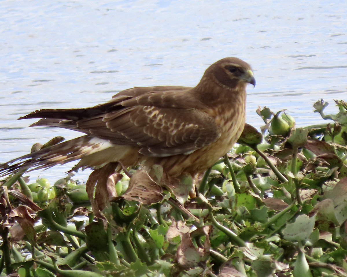 Northern Harrier - Bonnie Berard