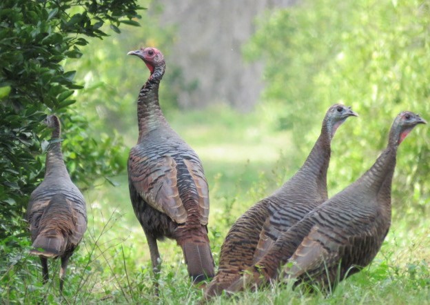 Wild Turkey - ML613382300