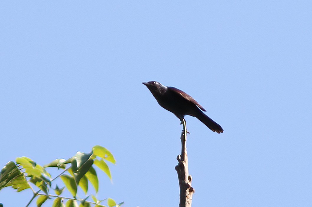 Stuhlmann's Starling - ML613382315