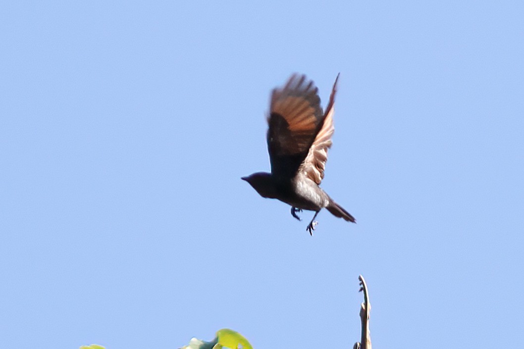 Stuhlmann's Starling - ML613382316