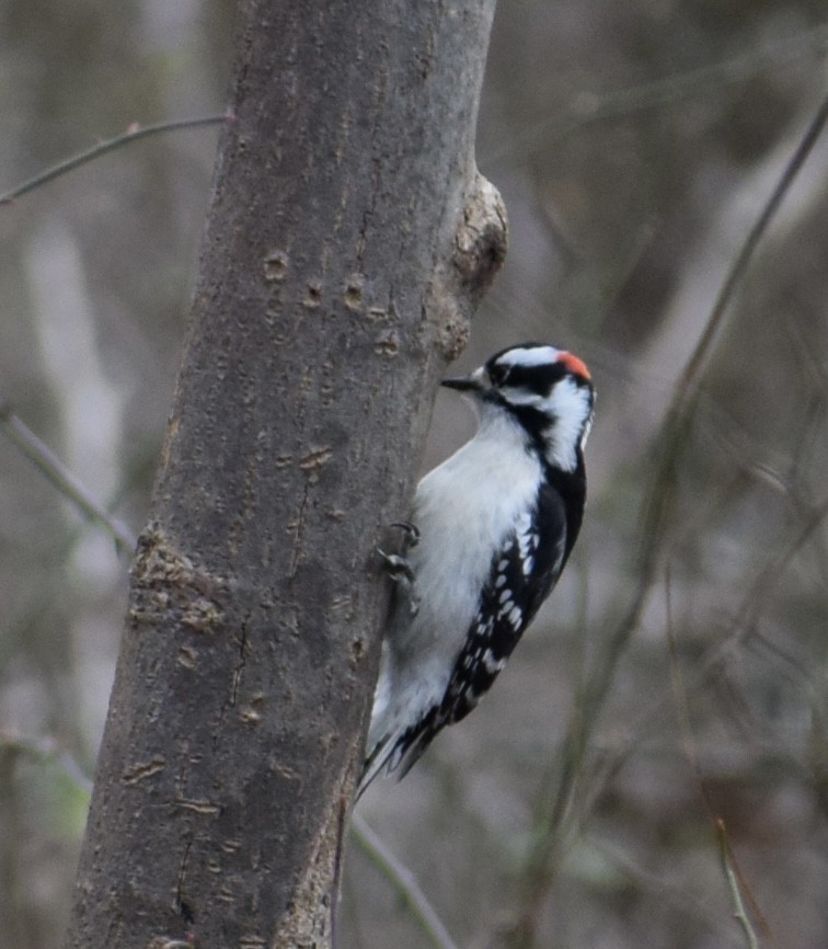 Downy Woodpecker - Neal Fitzsimmons