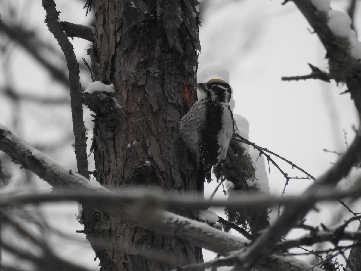 Eurasian Three-toed Woodpecker (Eurasian) - ML613382320