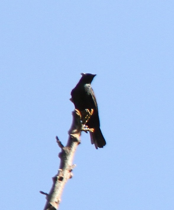 Stuhlmann's Starling - Dave Curtis