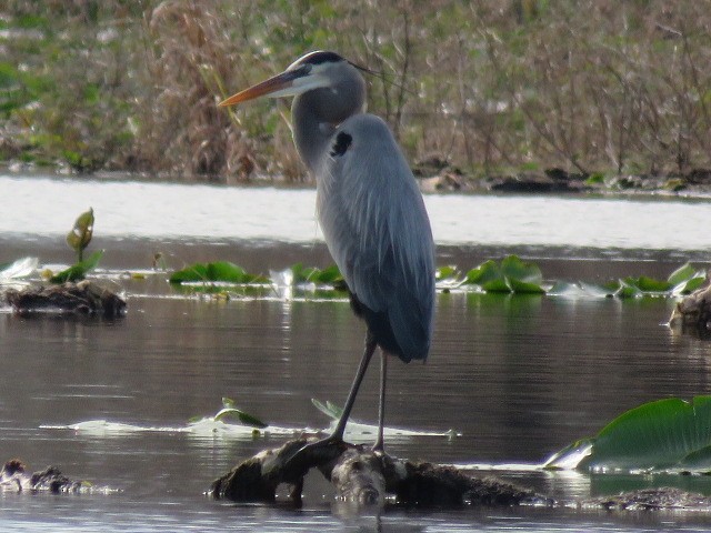 Great Blue Heron - ML613382346