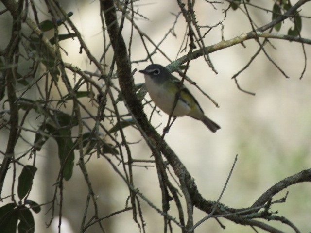 Viréo à tête bleue - ML613382368