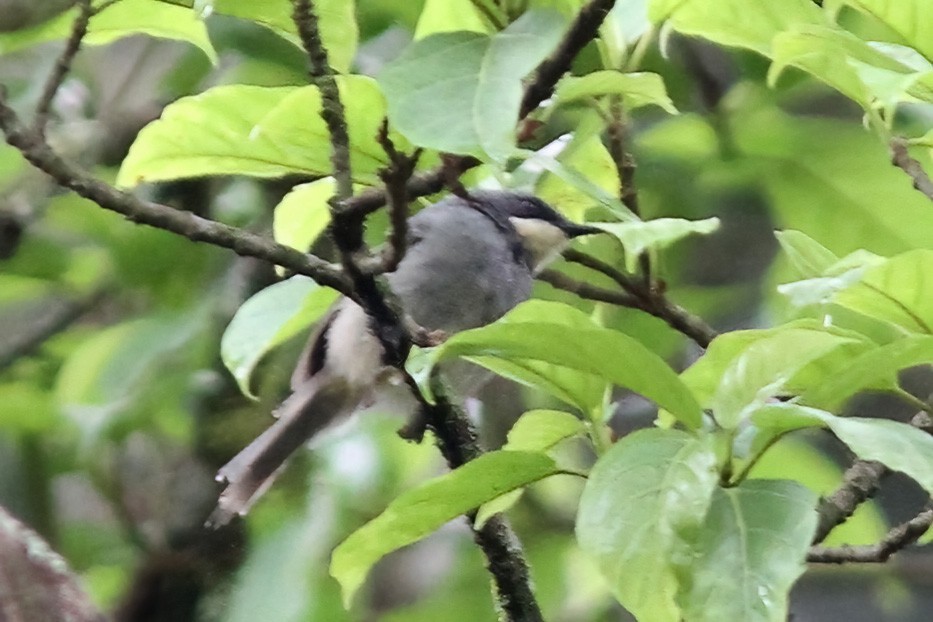 Apalis à gorge blanche - ML613382369