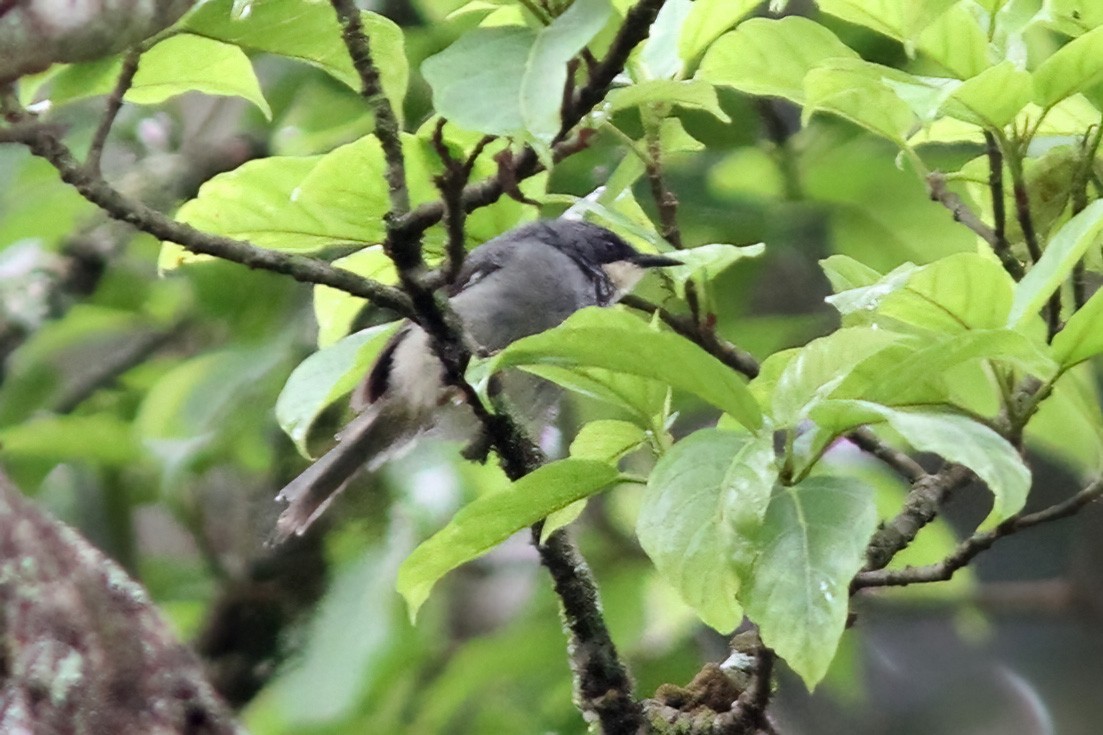 White-chinned Prinia - ML613382377