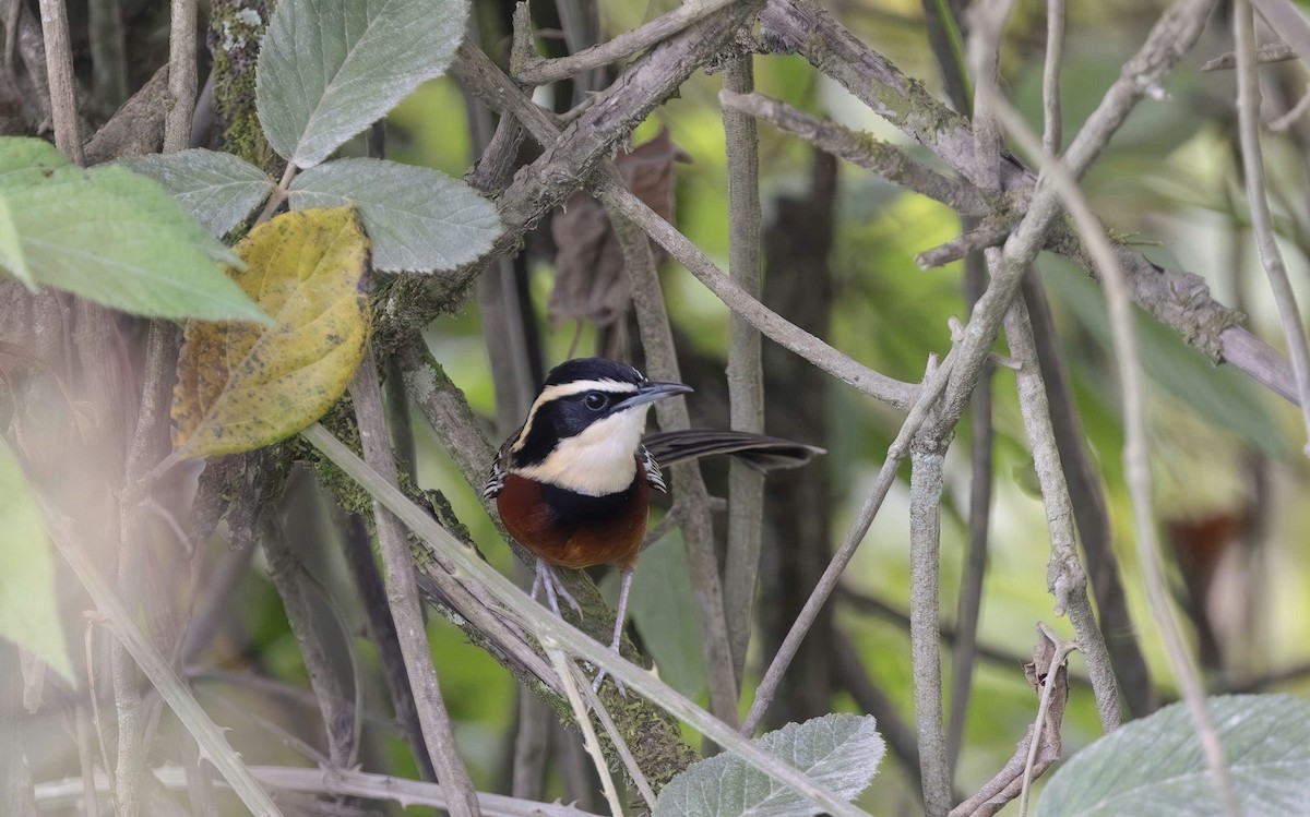 Weißflügel-Bandvogel - ML613382379