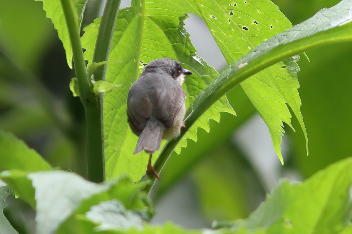 Apalis à gorge blanche - ML613382385