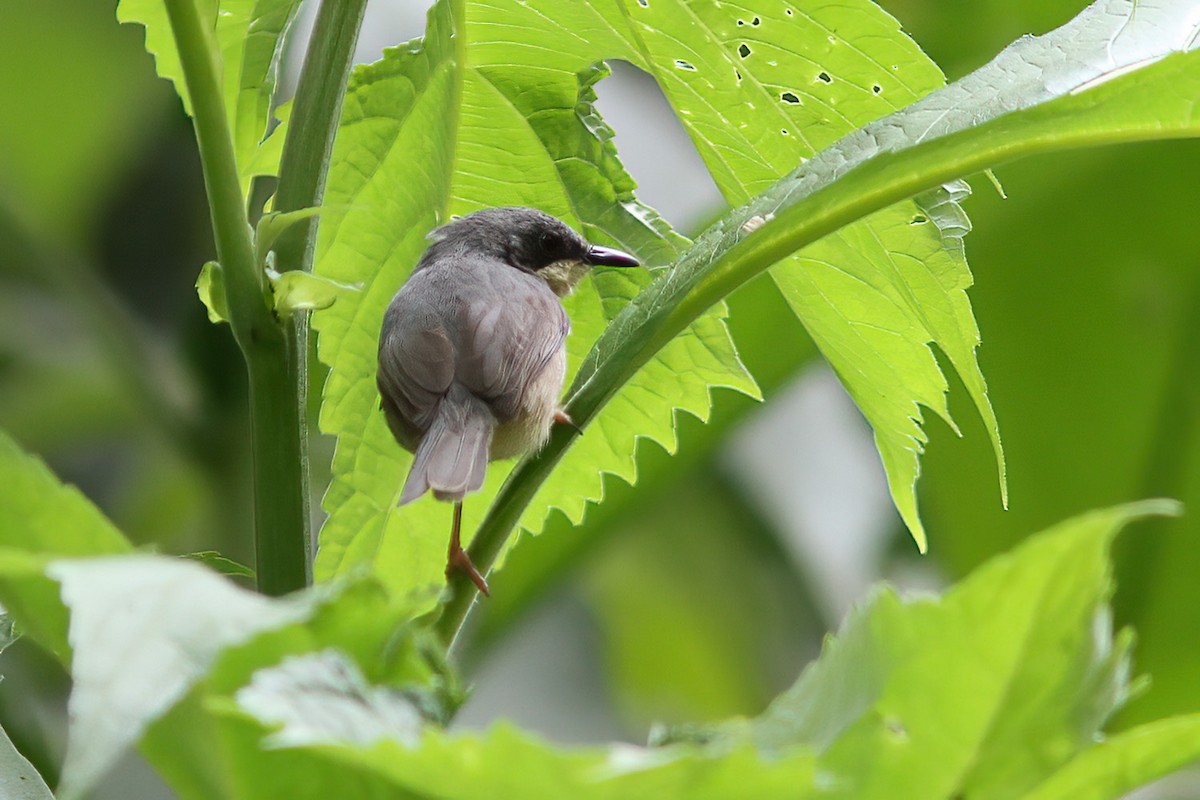 White-chinned Prinia - ML613382386