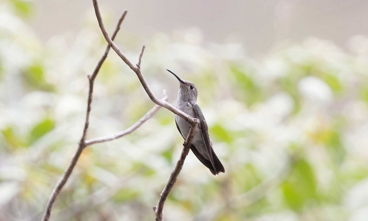 Colibrí de Taczanowski - ML613382432