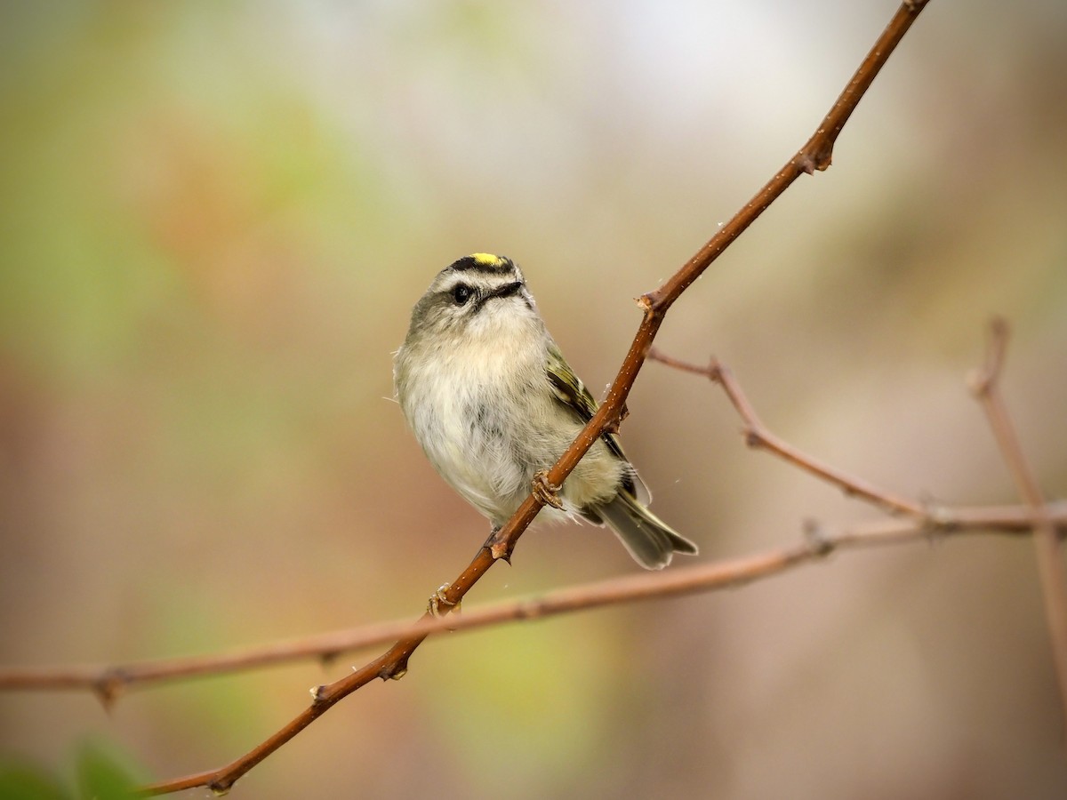 králíček zlatohlavý - ML613382435