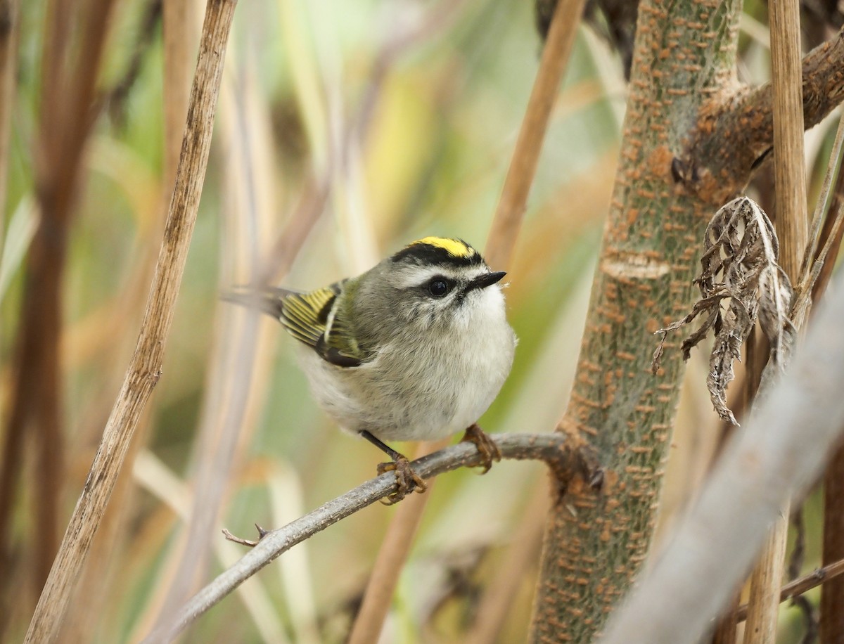 králíček zlatohlavý - ML613382436