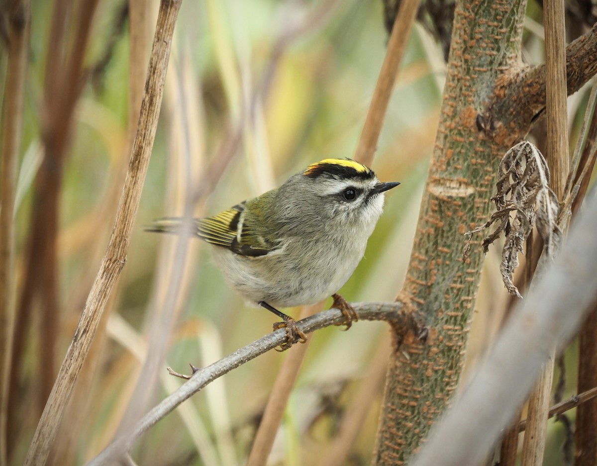 králíček zlatohlavý - ML613382437