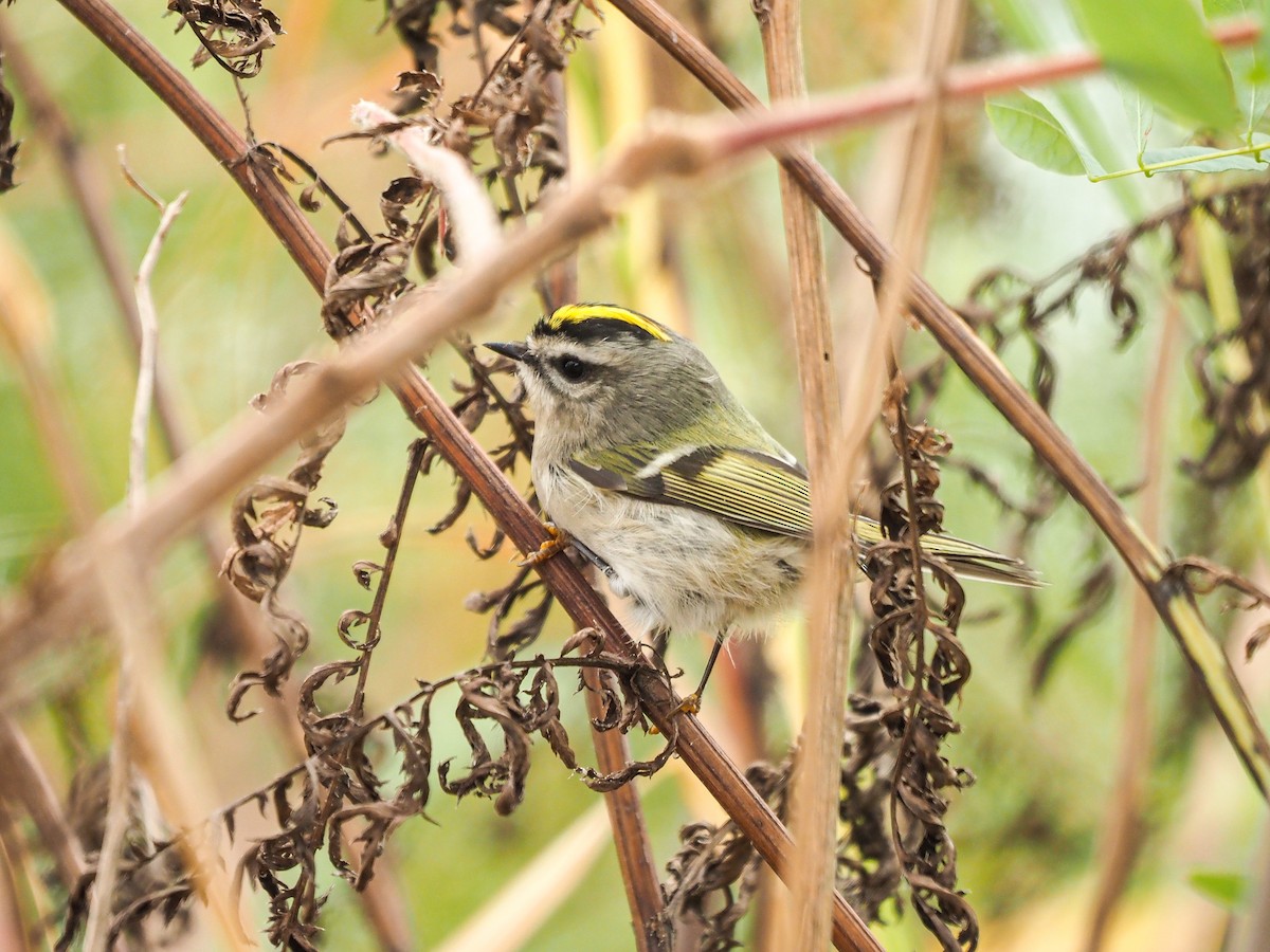 králíček zlatohlavý - ML613382438