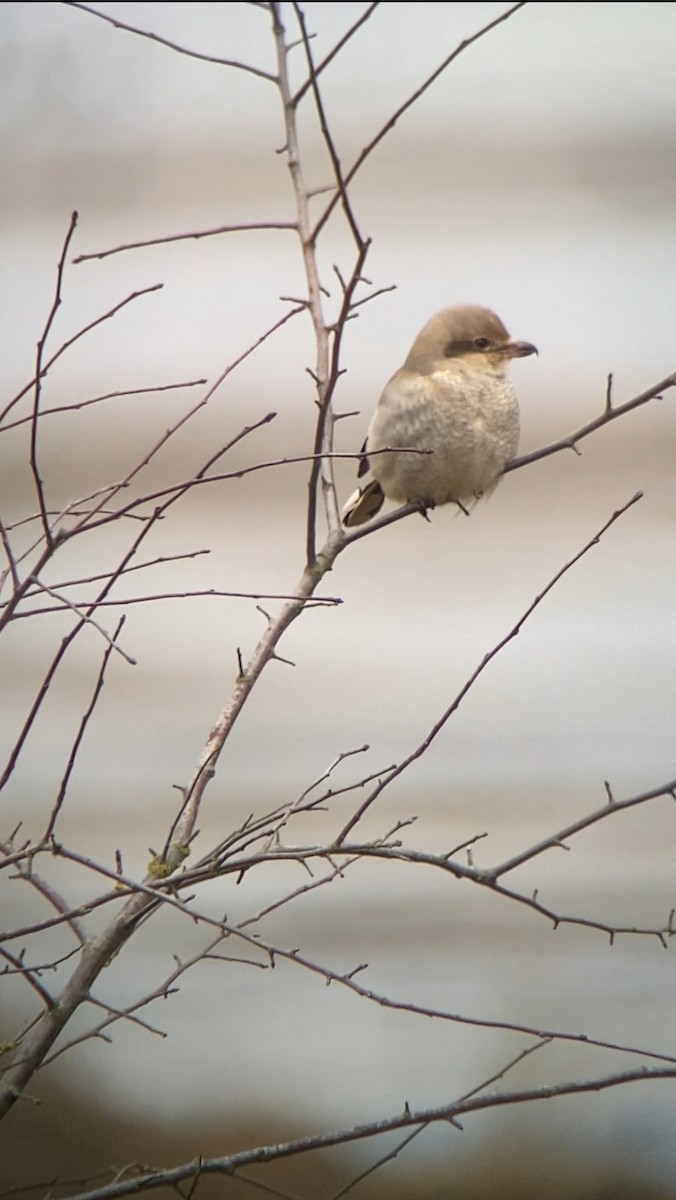 Northern Shrike - ML613382476