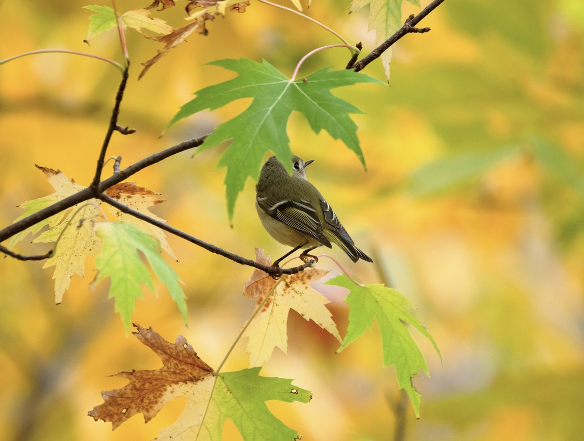 králíček americký - ML613382478