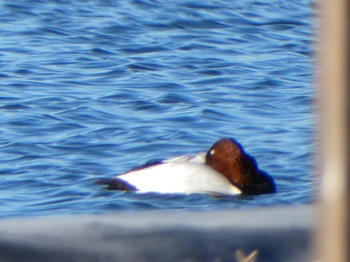 Canvasback - Christopher Rustay