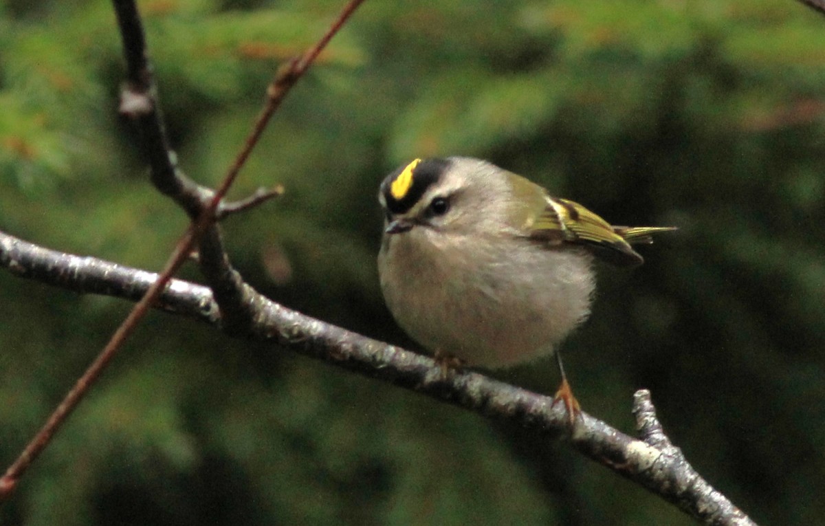 Golden-crowned Kinglet - Harold Forsyth