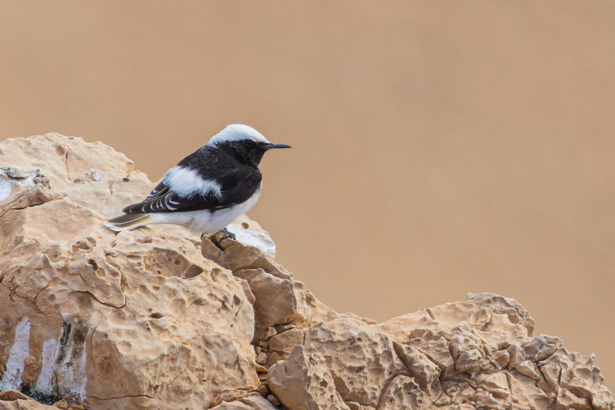 Hooded Wheatear - ML613382496