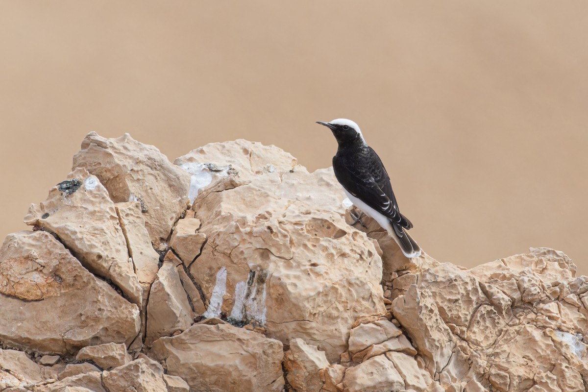 Hooded Wheatear - ML613382497