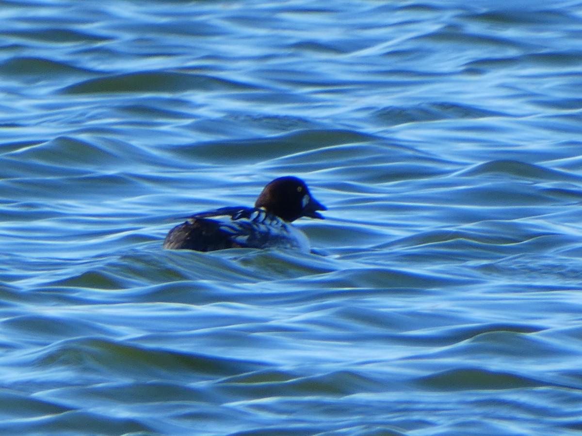 Common Goldeneye - ML613382499