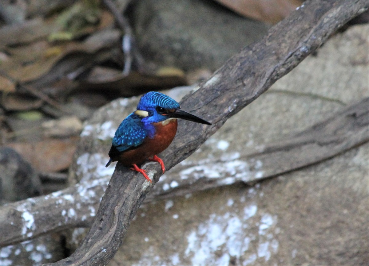 Blue-eared Kingfisher - Dhruba  Saikia