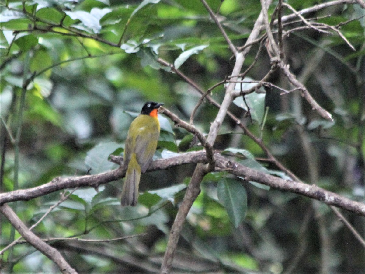 Bulbul à gorge rubis - ML613382616