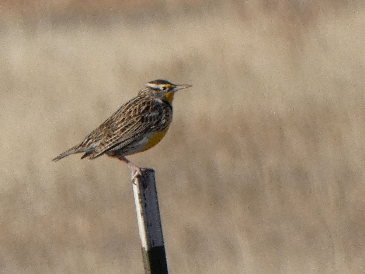 Western Meadowlark - ML613382662