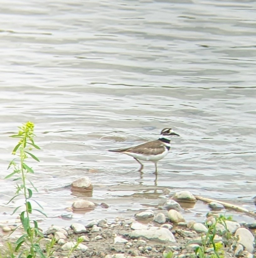 Killdeer - ML613382696