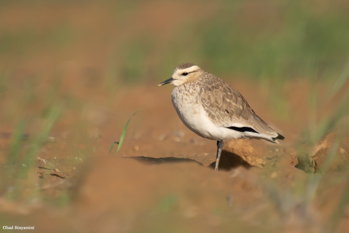 Sociable Lapwing - ML613382731