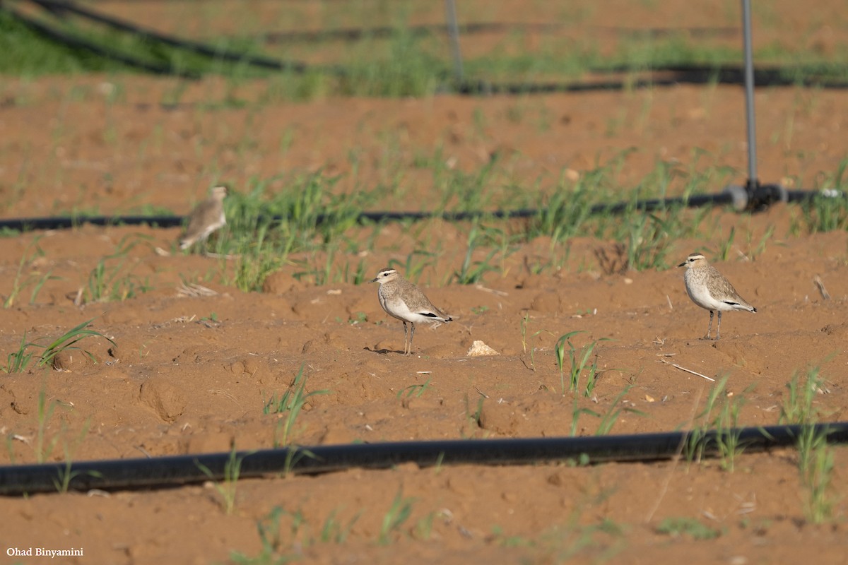 Sociable Lapwing - ML613382757