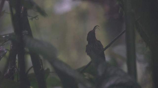 White-tipped Sicklebill - ML613382784