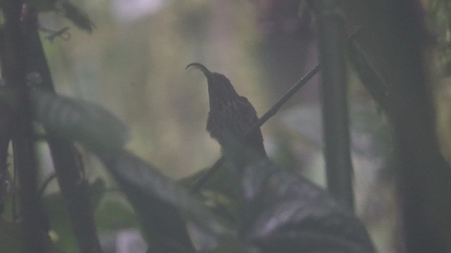 White-tipped Sicklebill - ML613382785