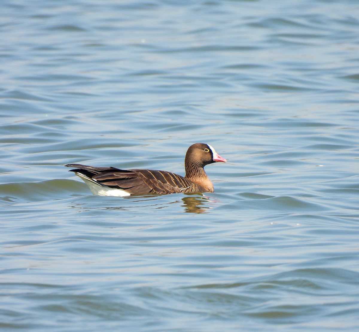 Lesser White-fronted Goose - ML613382803