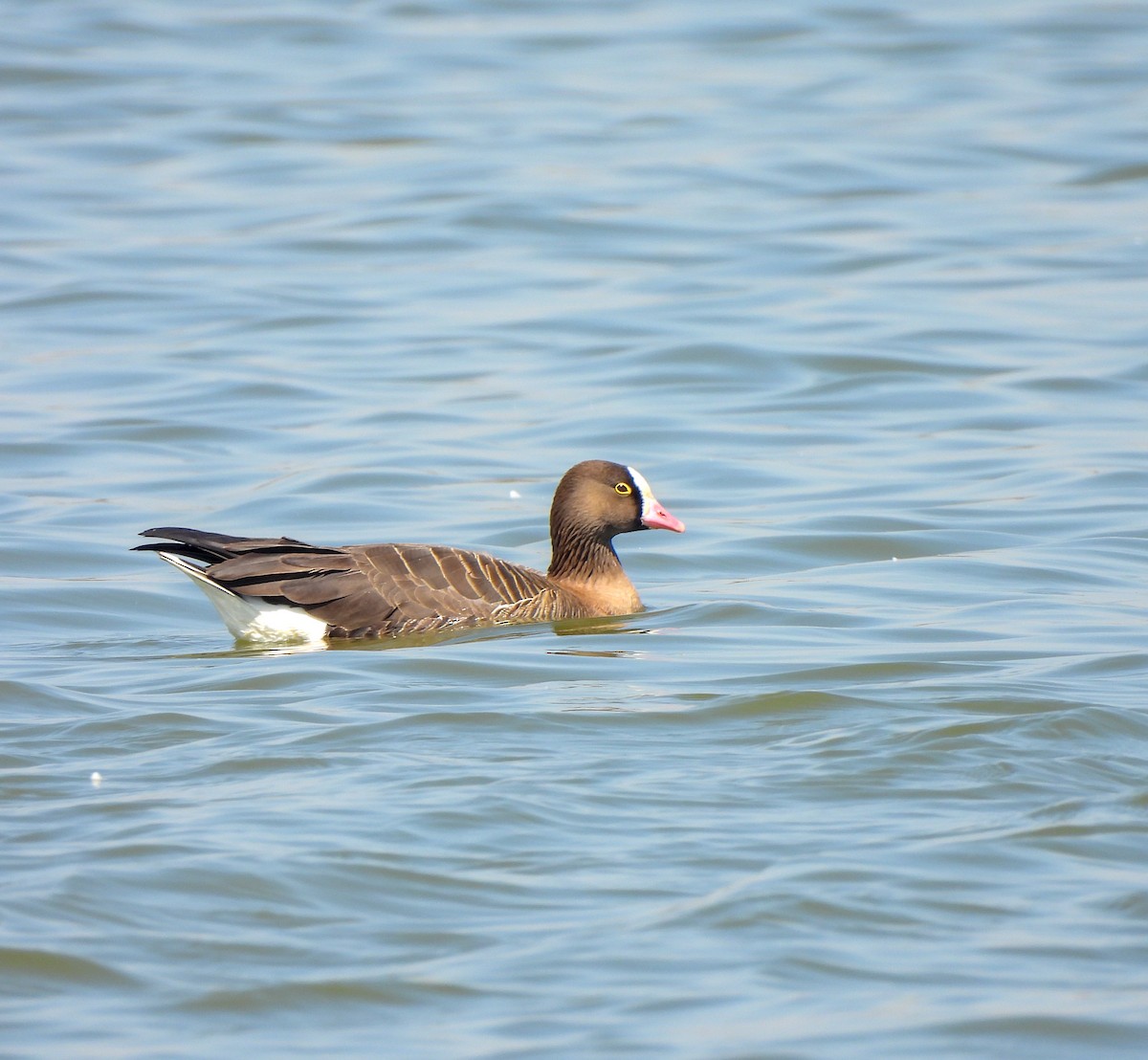 Lesser White-fronted Goose - ML613382804