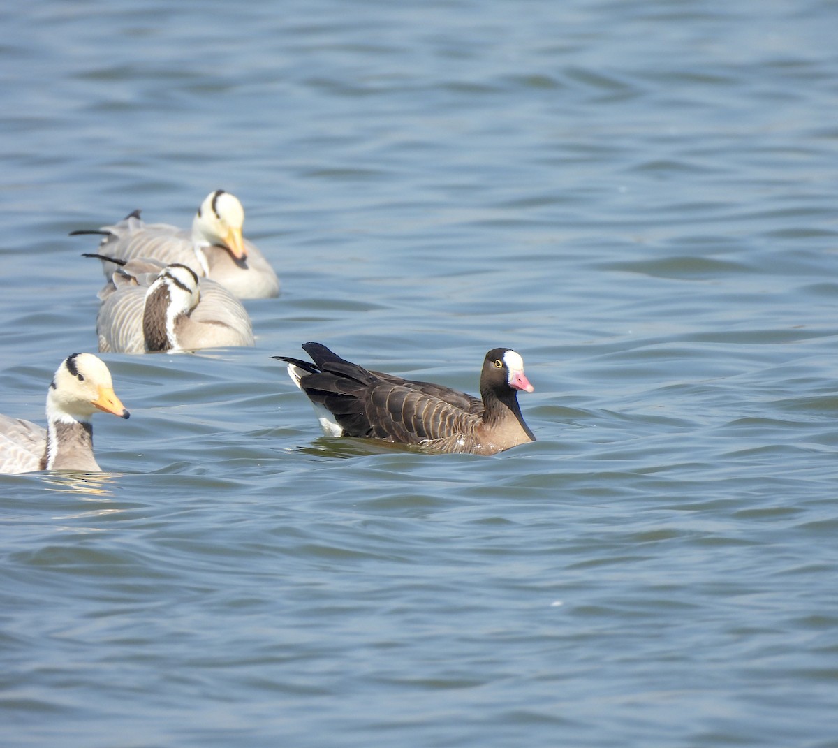 Lesser White-fronted Goose - ML613382805