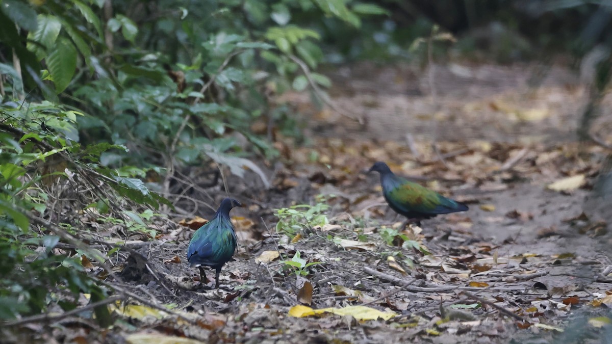 Nicobar Pigeon - ML613382844