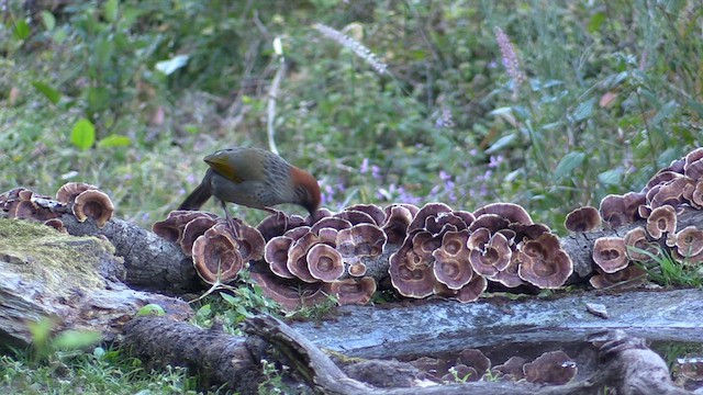 Chestnut-crowned Laughingthrush - ML613382852