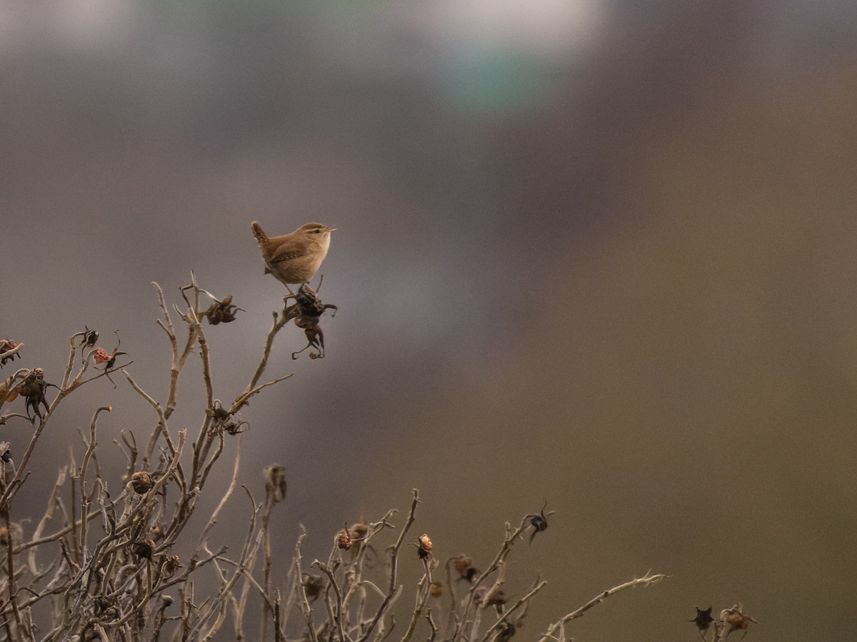 Eurasian Wren - Angus Wilson