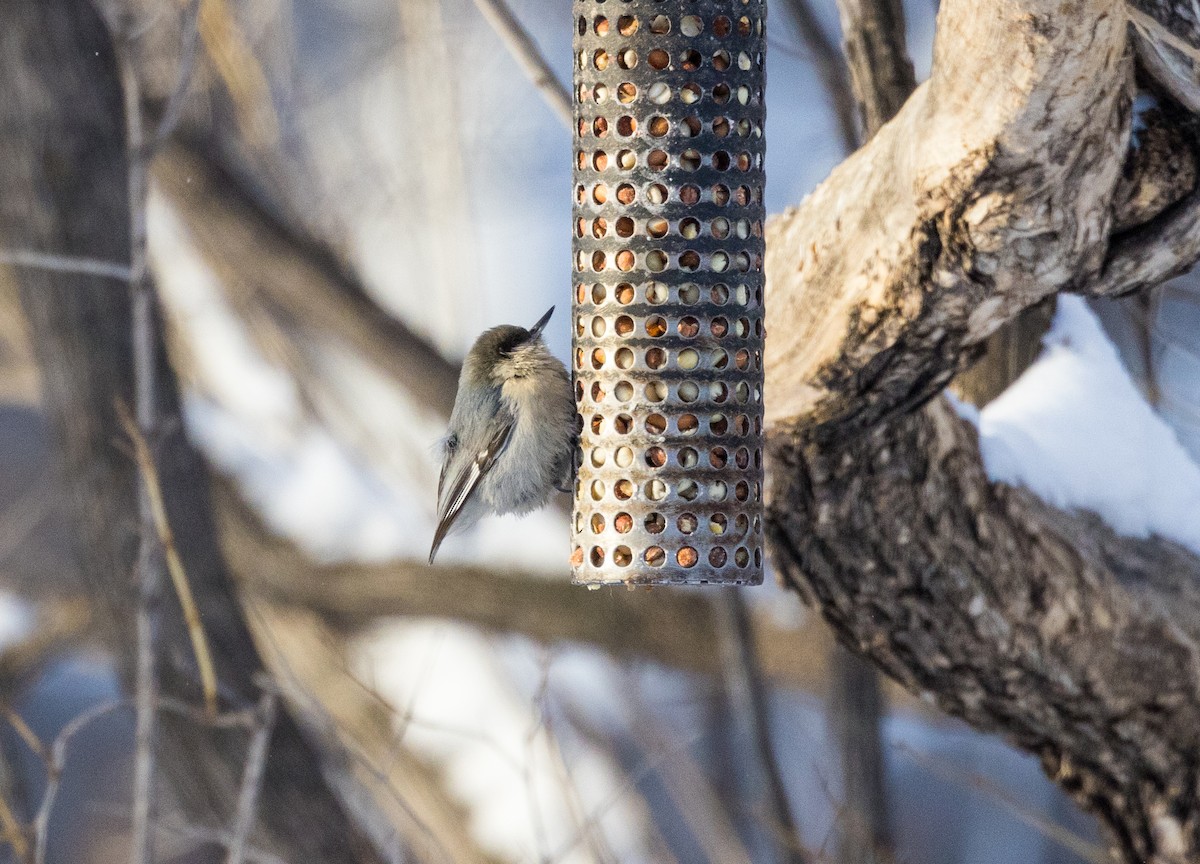 Pygmy Nuthatch - ML613382922