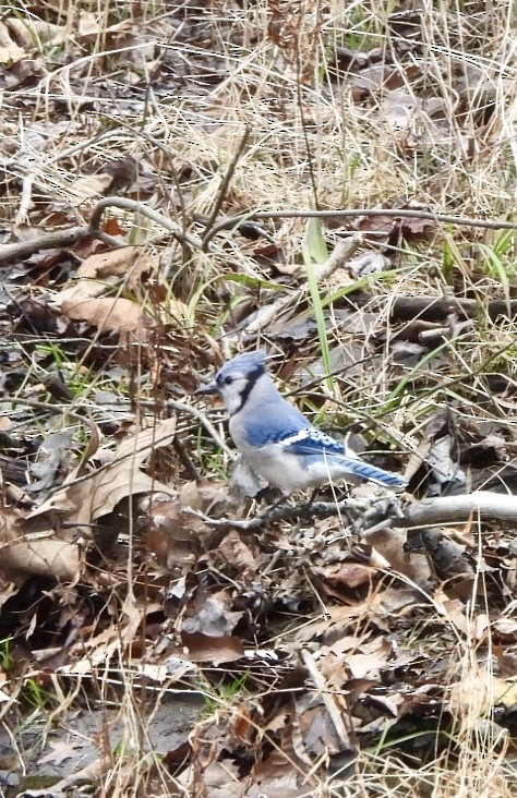 Chara Azul - ML613382968