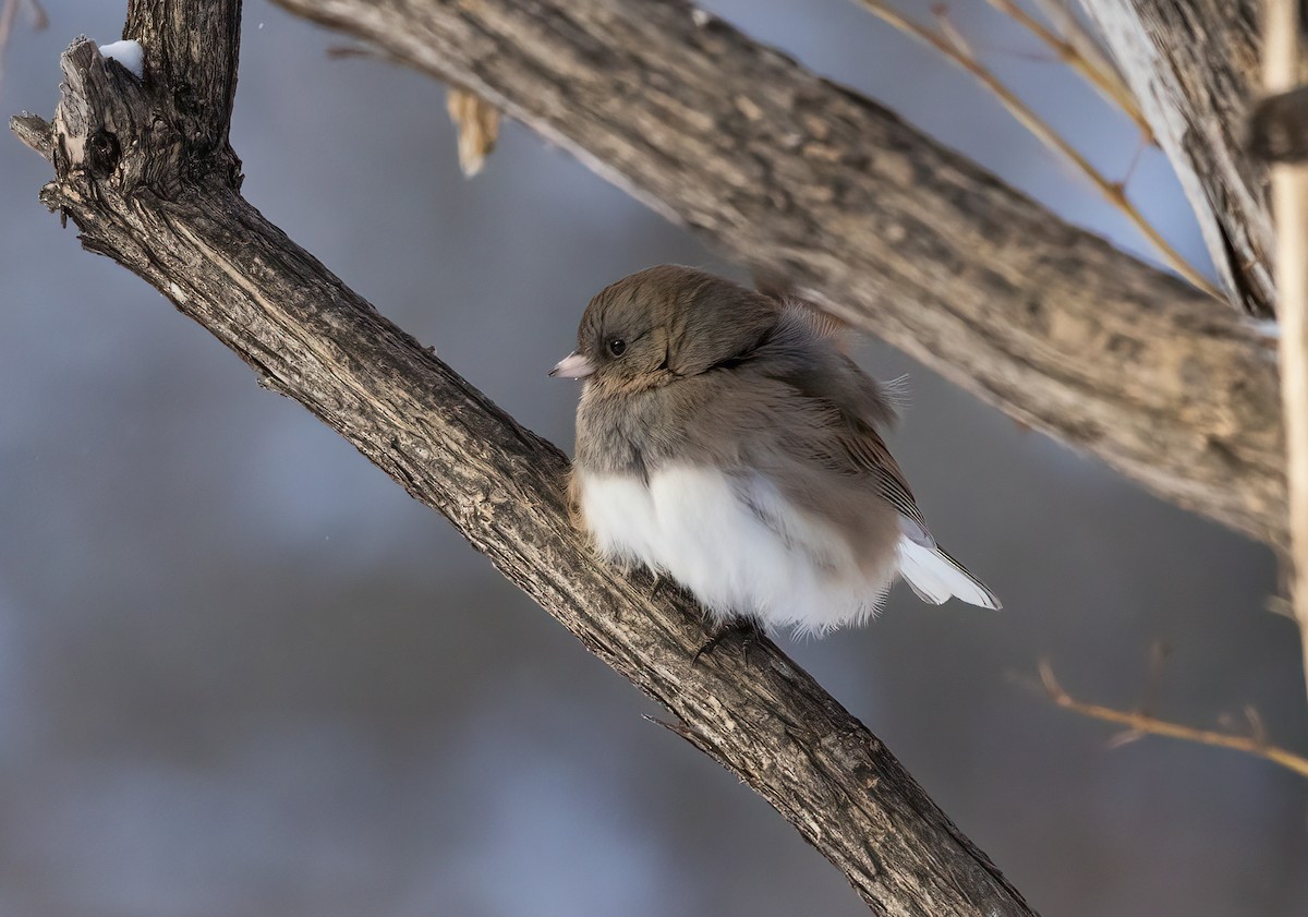 Dark-eyed Junco - ML613382994