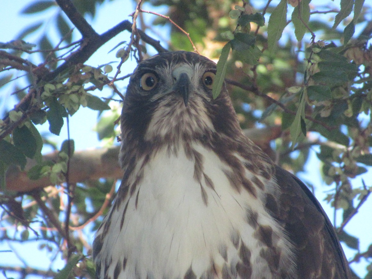 Red-tailed Hawk - Adam Burnett