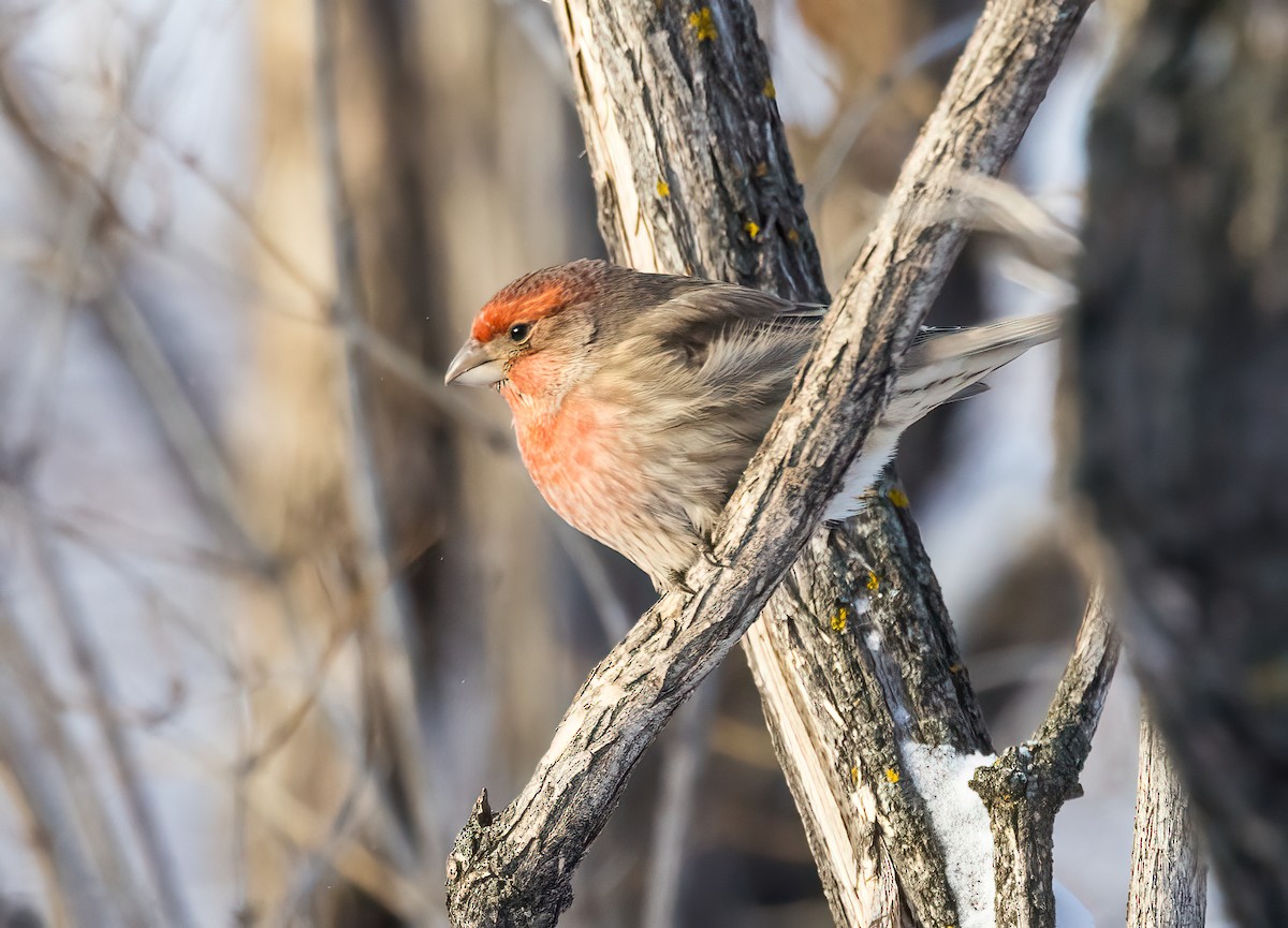 House Finch - ML613383079