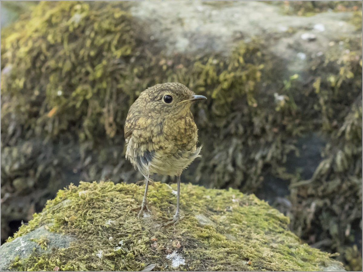 European Robin - ML613383130